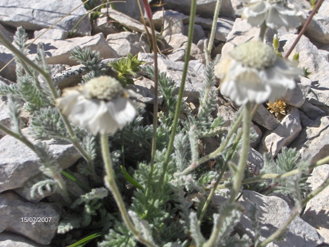 Achillea barrelieri  / Millefoglio di Barrelier